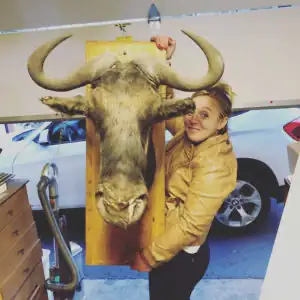 Wildebeest
